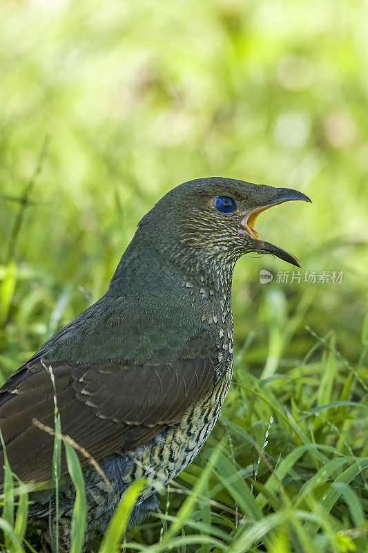 缎纹园丁鸟(Ptilonorhynchus violaceus)